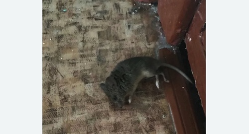 Дезинфекция от мышей в Нижнем Новгороде